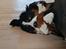 Berner sennenhund Honey
