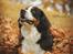 Berner sennenhund Honey