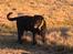 Riesenschnauzer willum 21/10-2007- 14/11-2018 ??