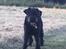 Riesenschnauzer willum 21/10-2007- 14/11-2018 ??