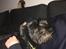 Riesenschnauzer willum 21/10-2007- 14/11-2018 ?? - Putter med sønnen. Bedste venner