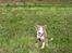 Border collie Alba