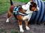 Olde english bulldogge Beefy