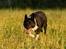 Border collie Derwen Spy