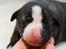 Whippet Galanta Whippets Colombine *Ciah* - 1 uge