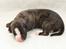 Whippet Galanta Whippets Colombine *Ciah* - 1 uge