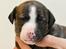 Whippet Galanta Whippets Colombine *Ciah* - 3 uger