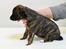 Whippet Galanta Whippets Colombine *Ciah* - 3 uger