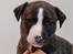 Whippet Galanta Whippets Colombine *Ciah* - 4 uger