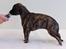 Whippet Galanta Whippets Colombine *Ciah* - 4 uger