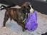 Whippet Galanta Whippets Colombine *Ciah* - 5 uger