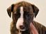Whippet Galanta Whippets Colombine *Ciah* - 5 uger
