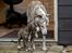 Whippet Galanta Whippets Colombine *Ciah* - 6 uger udenfor med Bianchi