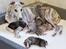 Whippet Galanta Whippets Colombine *Ciah* - Mor Cala & hvalpe