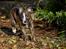 Whippet Galanta Whippets Colombine *Ciah* - 6 uger udenfor opdagelse
