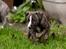 Whippet Galanta Whippets Colombine *Ciah* - 6 uger