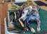 Whippet Galanta Whippets Colombine *Ciah* - 7 uger deler med Bianchi
