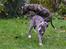Whippet Galanta Whippets Colombine *Ciah* - 7 uger gazelle spring