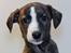 Whippet Galanta Whippets Colombine *Ciah* - 7 uger