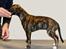 Whippet Galanta Whippets Colombine *Ciah* - 6 uger