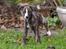 Whippet Galanta Whippets Colombine *Ciah* - 7 uger