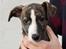 Whippet Galanta Whippets Colombine *Ciah* - 8 uger