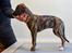 Whippet Galanta Whippets Colombine *Ciah* - 8 uger