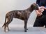 Whippet Galanta Whippets Colombine *Ciah* - 8 uger