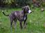 Whippet Galanta Whippets Colombine *Ciah* - 7 uger
