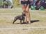 Fransk bulldog Faithful Alma