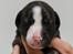 Whippet Galanta Whippets Colombine *Ciah* - 2 uger hoved
