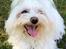 Coton de tulear Gizmo