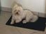 Coton de tulear Gizmo