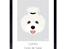 Coton de tulear Gizmo