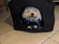 Coton de tulear Gizmo
