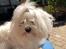 Coton de tulear Gizmo
