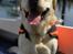 Labrador retriever Manze