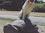 Labrador retriever Manze