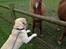 Labrador retriever Manze