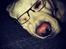 Labrador retriever Manze