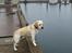 Labrador retriever Manze