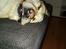 Labrador retriever Manze