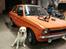 Labrador retriever Manze