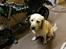 Labrador retriever Manze
