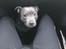 Staffordshire bull terrier Lundgaards Shiva