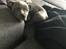 Staffordshire bull terrier Lundgaards Shiva