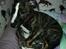 Whippet Galanta Whippets Colombine *Ciah* - 9 uger og glad for Haleys seng