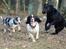 Field Trial Springer Spaniel Wilma