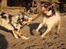 Field Trial Springer Spaniel Wilma