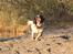 Field Trial Springer Spaniel Wilma